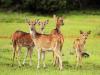 Sri Lankan Axis Deer